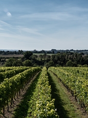 A Private Tour & Tasting at Exton Park Vineyard in Hampshire For 6 People 