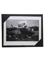 Macallan 1996 Masters of Photography Elliott Erwitt - Sheep On Rock 35cl / 58%