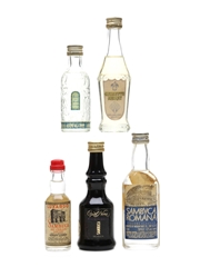 Assorted Sambuca & Anise Liqueurs