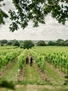 Gusbourne Private Estate Tour, Library Tasting and Lunch For Up To Ten People 