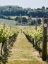 Hambledon Cellar Door Dining Lunch & Winemaker Tasting For Two People 