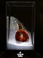 Remy Martin Louis XIII Cognac - Bottled 2011 With Display Cabinet 70cl / 40%